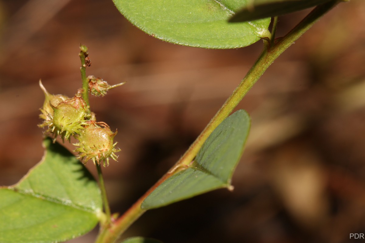 Indigofera nummulariifolia (L.) Livera ex Alston